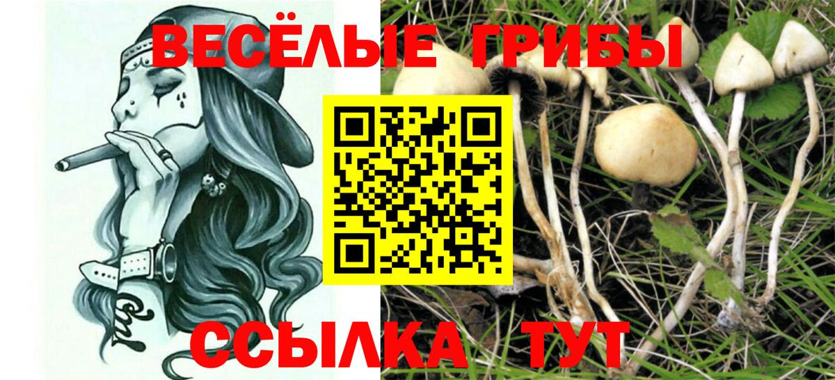 Псилоцибиновые грибы Cubensis Избербаш