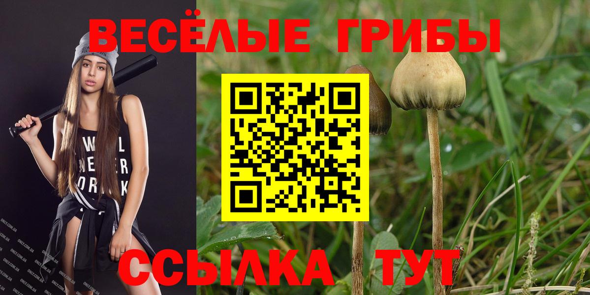 купить  цена  Вход с VPN  Избербаш  Псилоцибиновые грибы Cubensis  Псилоцибиновые грибы Cubensis 